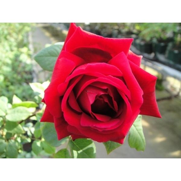 ڂoclG炫ԐF@N]O[[CL@ʓr@N11{痂N05܂ł͂̕c