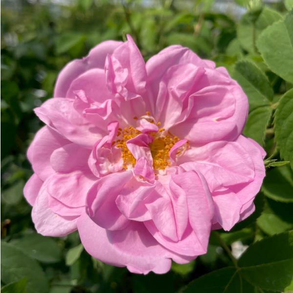 オールドローズ ナチュラルカット大苗  キャトルセゾン（オータム ダマスク）花色：ピンク  送料別途　毎年11月下旬から翌年05月までお届けの苗
