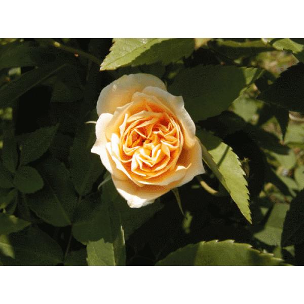 オールドローズ 長尺バラ苗 クレアージャキエル 花色 黄 送料別途 毎年11月中旬から翌年05月までお届けの苗 0262rl Herb Roseyahoo店 通販 Yahoo ショッピング