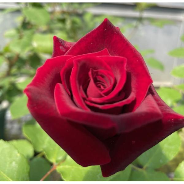 四季咲きバラ苗 黒真珠 強剪定大苗 花色 赤 送料別途 毎年10月から翌年06月までお届けの苗 0266r Herb Roseyahoo店 通販 Yahoo ショッピング