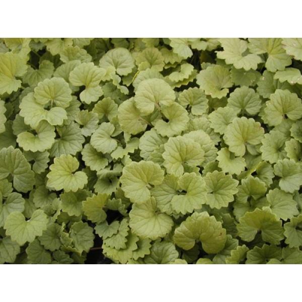 n[uc@OhACr[ a18.0cmc@ʓr