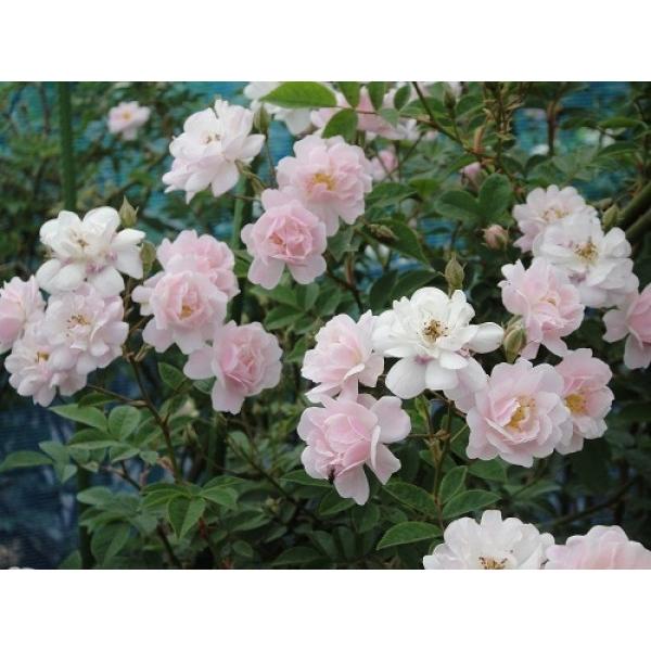 伸びる長尺つるバラ苗淡ピンク色 ポールズ ヒマラヤン ムスク ランブラー 送料別途 毎年10月から翌年06月までお届けの苗 Buyee Buyee 일본 통신 판매 상품 옥션의 대리 입찰 대리 구매 서비스