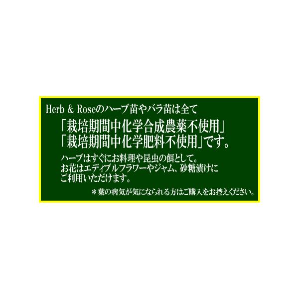 長尺つるバラ苗四季咲きピンク色 パレード Parade Buyee Buyee Japanese Proxy Service Buy From Japan Bot Online