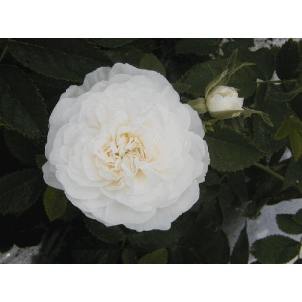 オールドローズ バラ苗 マダム レグラス ドゥ サンジェルメン ナチュラルカット大苗 花色 白 送料別途 毎年11月中旬から翌年05月までお届けの苗 0312rn Herb Roseyahoo店 通販 Yahoo ショッピング