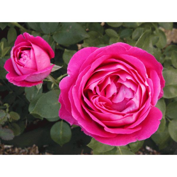 �I�[���h���[�Y �l�G�炫�o���c ���� �|�[���@�l�C����  �i�`�������J�b�g��c �ԐF�F�s���N  �����ʓr�@���N11�����{���痂�N05���܂ł��͂��̕c