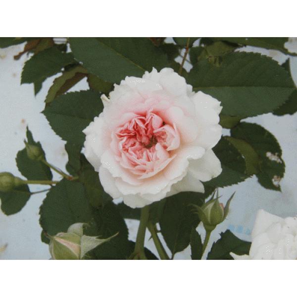 �I�[���h���[�Y �l�G�炫�o���c ����  �t�F���V�A ��c �ԐF�F�s���N  �����ʓr�@���N11�����{���痂�N05���܂ł��͂��̕c