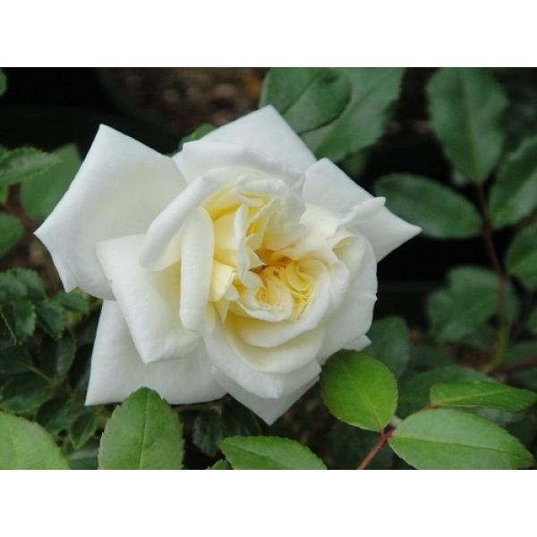 伸びる長尺つるバラ苗クリームホワイト色 アルベリック バルビエ 送料