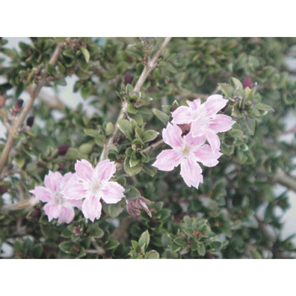 nN`EQ@sN@c@50`60cma18.0cmA