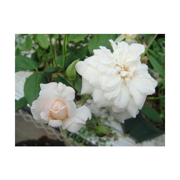 ホワイト セシル ブルンネ 大苗　花色　白　White Cecile Brunner　送料別途　毎年11月下旬から翌年05月までお届けの苗