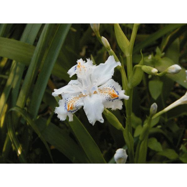 日陰植え花苗　シャガ　口径18cm鉢5〜6株入り大苗