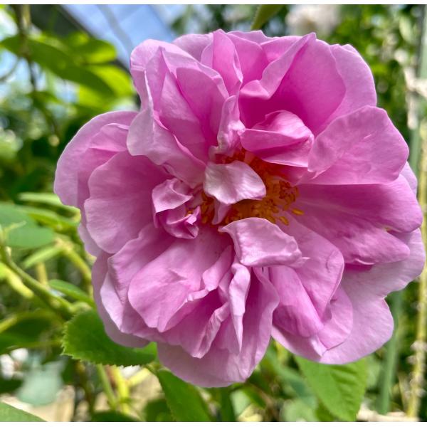 ローズドメイナチュラルカット大苗　Rose de Mai　花色：ピンク 送料別途 毎年11月下旬から翌年05月までお届けの苗