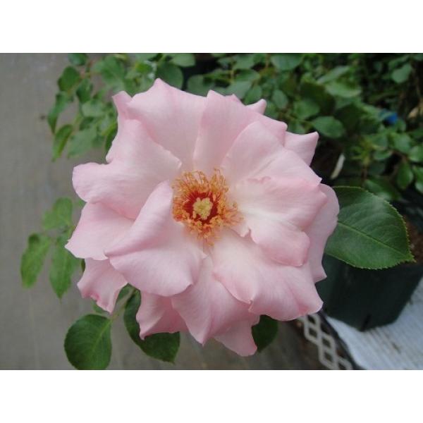 四季咲きバラ苗 ローゼンドルフ シュパリースホープ Rosendorf Sparrieshoop　花色：ピンク
