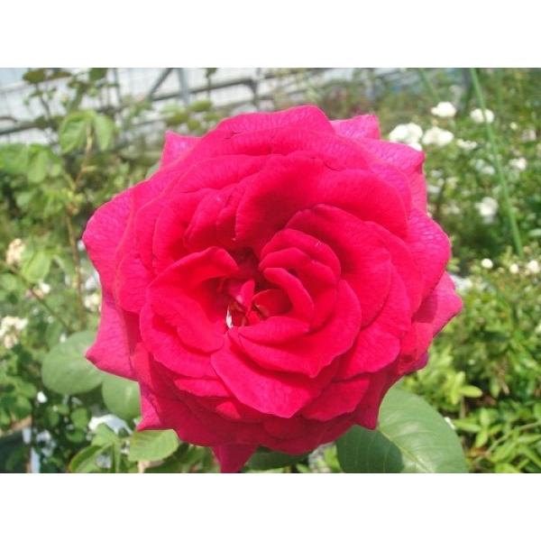 四季咲きバラ苗 ステファンズ ビック パープル 強剪定大苗 花色 紫 送料別途 毎年11月中旬から翌年05月までお届けの苗 0450r Herb Roseyahoo店 通販 Yahoo ショッピング