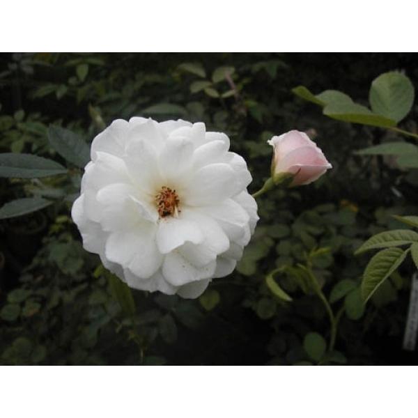 �I�[���h���[�Y �l�G�炫�o���c ����  �v���X�y���e�B�[���ڑ�c �ԐF�F��  �����ʓr�@���N11�����{���痂�N05���܂ł��͂��̕c