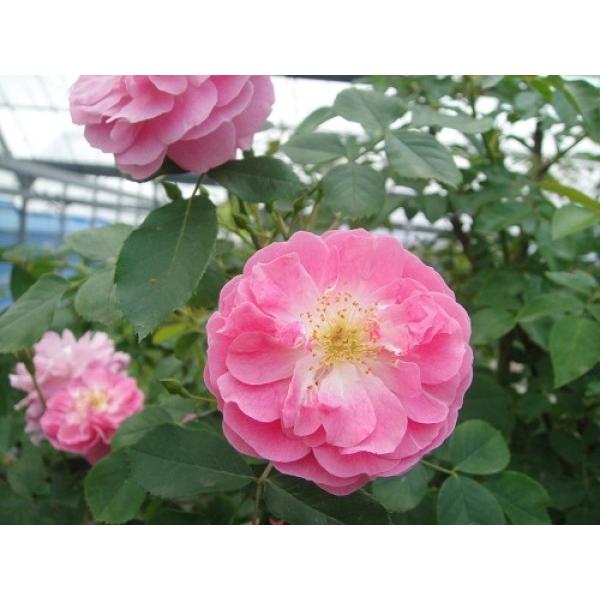 オールドローズ 四季咲きバラ苗 ラベンダー ラッシー ナチュラルカット大苗 花色：ピンク  送料別途　毎年11月下旬から翌年05月までお届けの苗