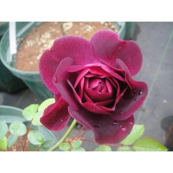 lG炫oc o[KfB ACXo[Oc@ԐF  ʓr@N11{痂N05܂ł͂̕c