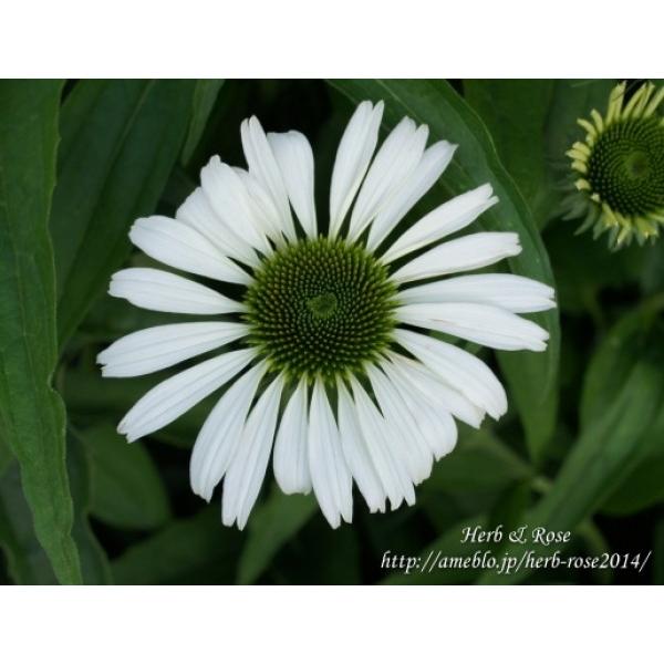 苗 エキナセアの人気商品 通販 価格比較 価格 Com