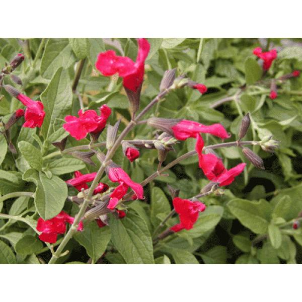 ハーブ苗 チェリーセージ特大苗 口径18 0cm鉢入り 送料別途 048hb Herb Roseyahoo店 通販 Yahoo ショッピング