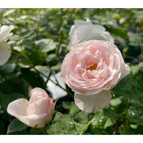 オールドローズ 四季咲きバラ苗   マダムフランソワーズピテ大苗 花色：白  送料別途　毎年11月下旬から翌年05月までお届けの苗