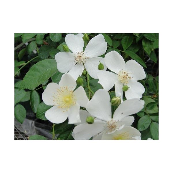 伸びる長尺つるバラ苗白色 ロサ ムリガニー 送料別途 毎年11月中旬から翌年05月までお届けの苗 0507rl Herb Roseyahoo店 通販 Yahoo ショッピング