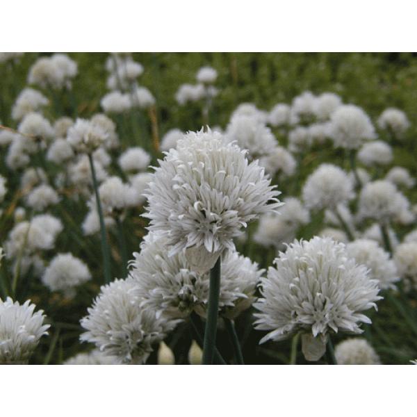 n[uc@ԃ`Cui󏭎ja18.0cmc@ʓr