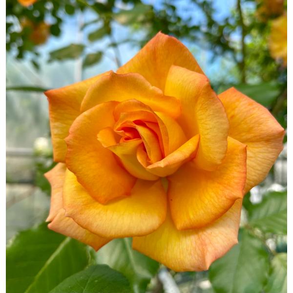 bara-herb-rose_0513rl