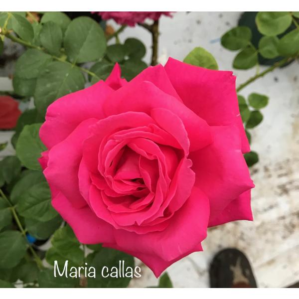 四季咲きバラ苗 マリアカラス 強剪定大苗 花色ピンク  送料別途　毎年11月下旬から翌年05月までお届けの苗