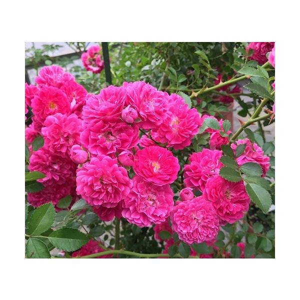 長尺つるバラ苗 エクセルサ長尺大苗　Excelsa　花色：チェリーレッド 送料別途　毎年11月下旬から翌年05月までお届けの苗