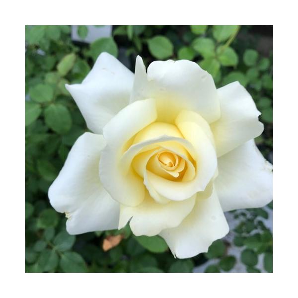 lG炫oc Gi c ԐFN[F  ʓr@N11{痂N05܂ł͂̕c