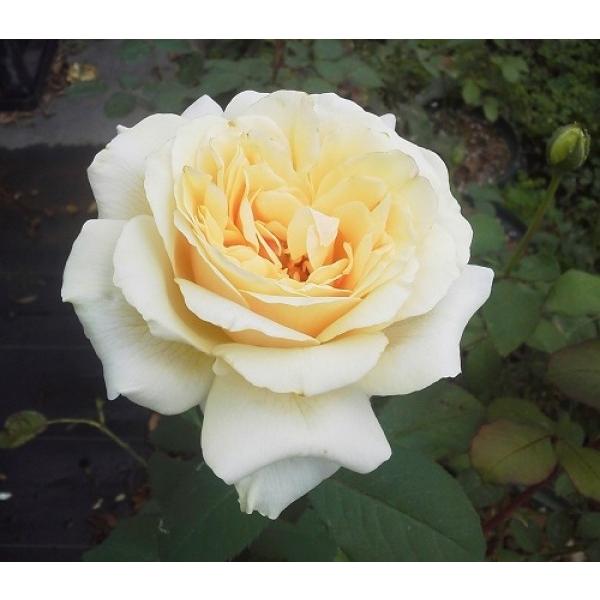 lG炫oc _ChWr[ c  ԐFN[F  ʓr@N11{痂N05܂ł͂̕c