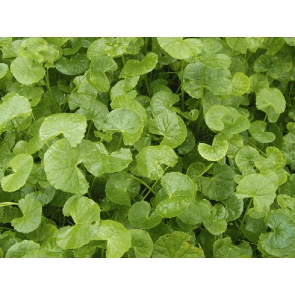 ڑin[ucESbR[ or u[t~[ja18.0cmc@ʓryԌ\̔ N06`10܂ł͂z