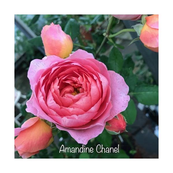アマンディーン シャネル大苗　Amandine Chanel　花色：サーモンピンク 送料別途　毎年11月下旬から翌年05月までお届けの苗