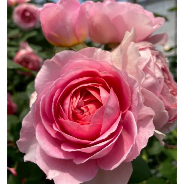 アマンディーン シャネル長尺大苗　Amandine Chanel　花色：サーモンピンク 送料別途　毎年11月下旬から翌年05月までお届けの苗