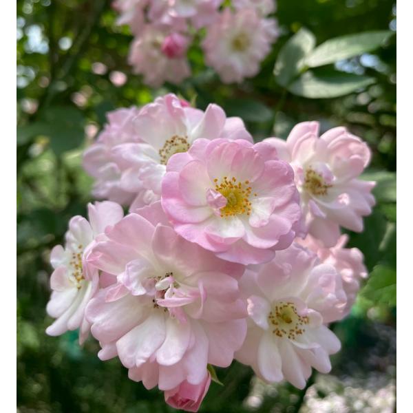 bara-herb-rose_0598rl