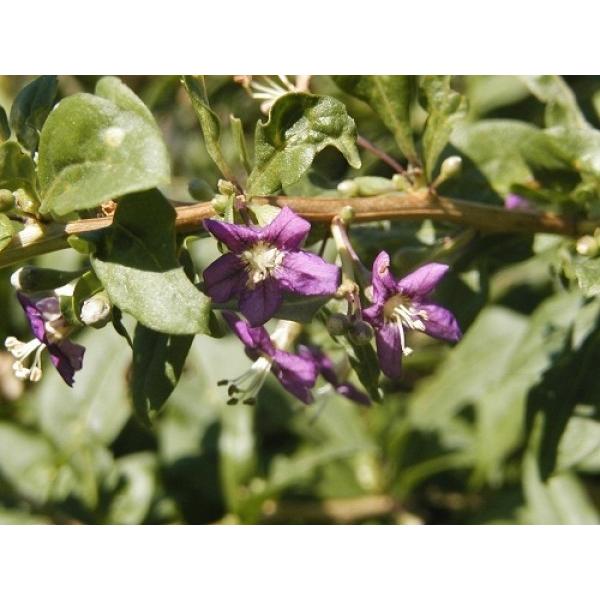 n[uc@NRiSWx[j30cmO a18.0cmc@ʓr