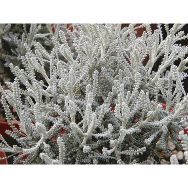 ハーブ大苗　サントリナ　口径18.0cm鉢入り大苗　lavender cotton