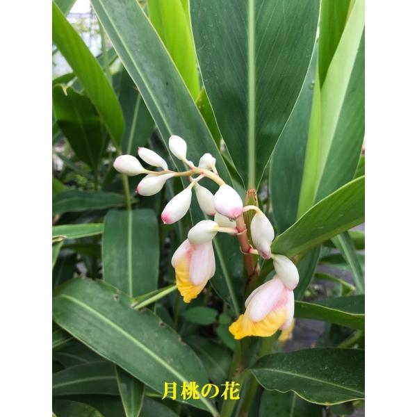 n[uc@c@a21.0cm@ʓryԌ\̔ 2020N04`10܂ł͂z