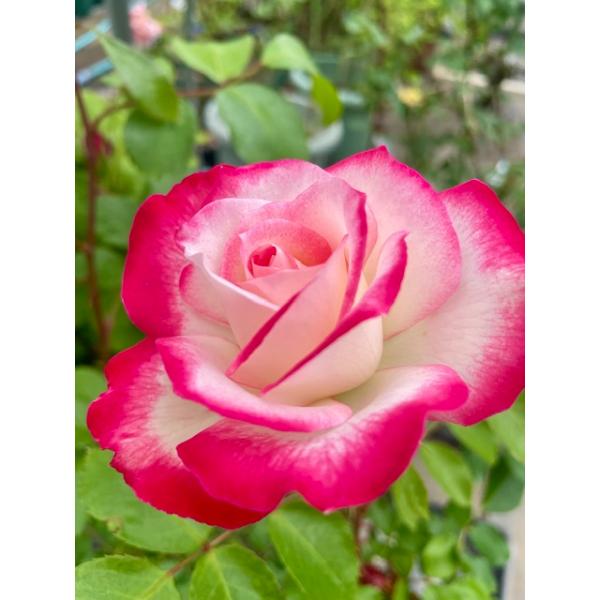 四季咲きバラ苗 ジュビレ デュ プリンス ドゥ モナコ大苗 Jubil〓 du Prince de Monaco 花色：白に赤の覆輪 送料別途　毎年11月下旬から翌年05月までお届けの苗