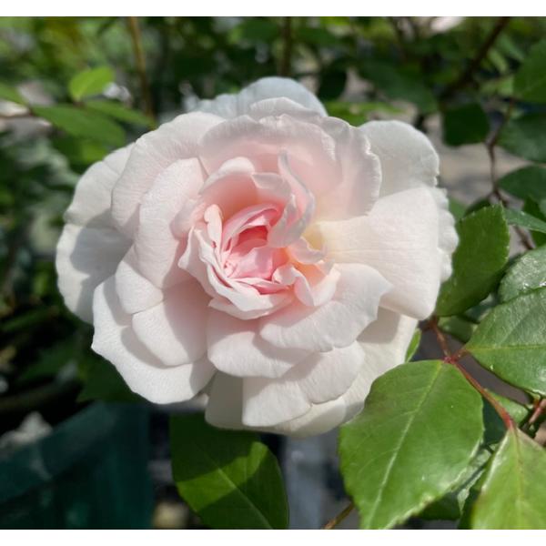 オールドローズ 四季咲きバラ苗 オドラータ大苗　Odorata 花色：ピンク 送料別途 毎年11月下旬から翌年05月までお届けの苗