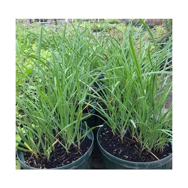 販売する全ての苗は化学合成農薬（殺菌剤・殺虫剤）や化学合成肥料不使用です。使用しているものは主に阿蘇地域から染み込んで出来たミネラル豊富な天然地下水と自然由来成分で人体に害がない有機物のみを組み合わせたオリジナルの有機肥料ならびに天然の珪酸...