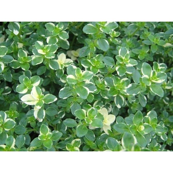 n[uc@tHbNX[^Ca18.0cmc@ʓr