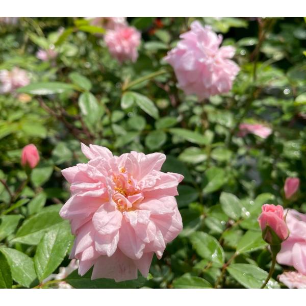 四季咲きバラ苗 セシルブルンネ 大苗　花色ピンク  送料別途 　毎年11月下旬から翌年05月までお届けの苗