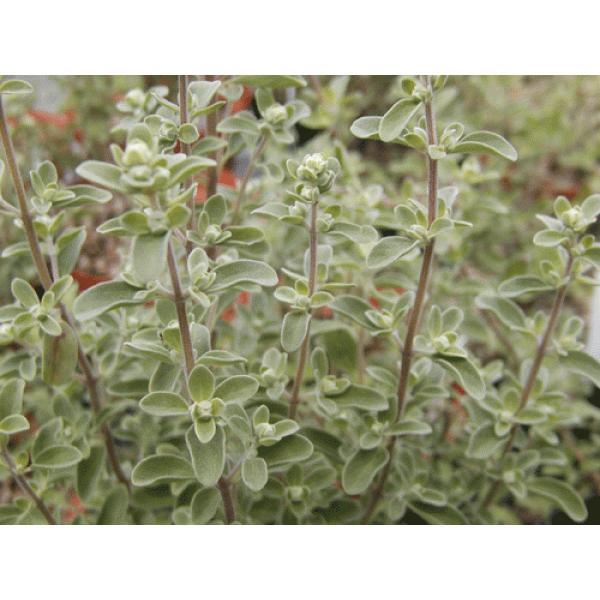 無農薬ハーブ苗,大きなハーブ苗,料理用ハーブ苗スイートマジョラム（ハーブ苗）口径18.0cm鉢入り大苗　 Origanum majorama