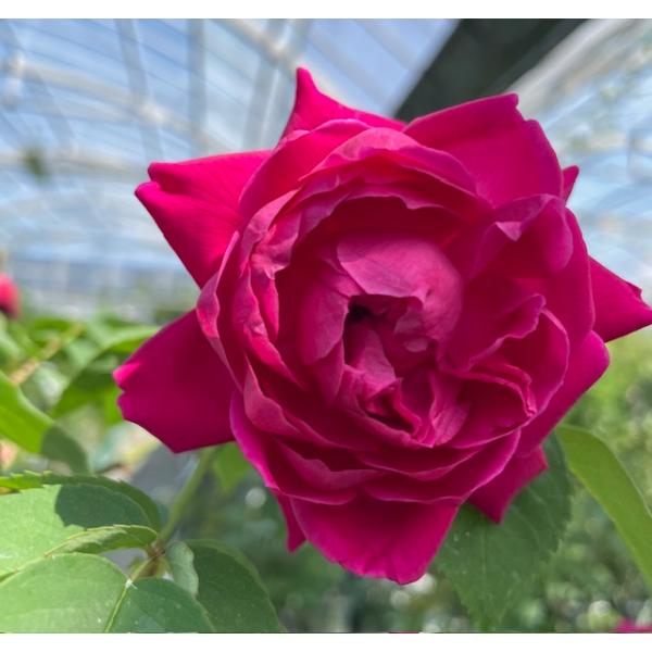 薔薇 今年発表になる堀木園芸の新作バラです！ 花名は夢幻ルシェル。 花持ち