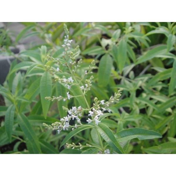 n[uc@o[xicixxkj@50cmO a18.0cmXbgAiN415`10܂ł̂͂j@ʓr