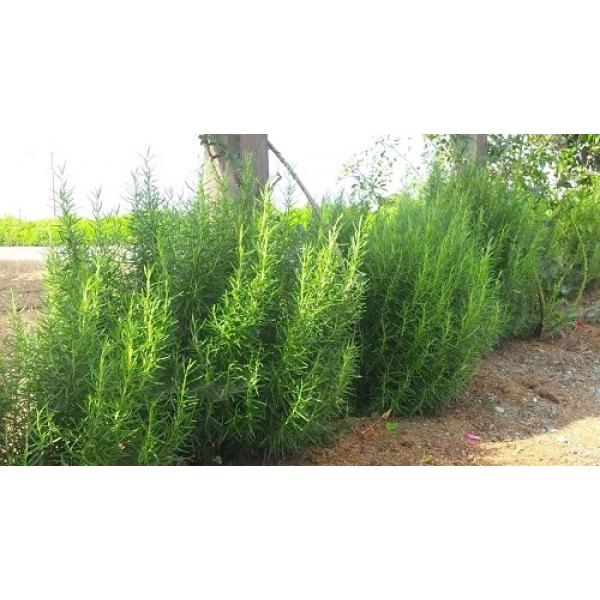 無農薬ハーブ苗,大きなハーブ苗,料理用ハーブ苗,ハーブティーのハーブ苗ソヤーズローズマリー（ハーブ苗）口径18.0cm鉢入り大苗　Rosmarinus officinalis Sawyers""