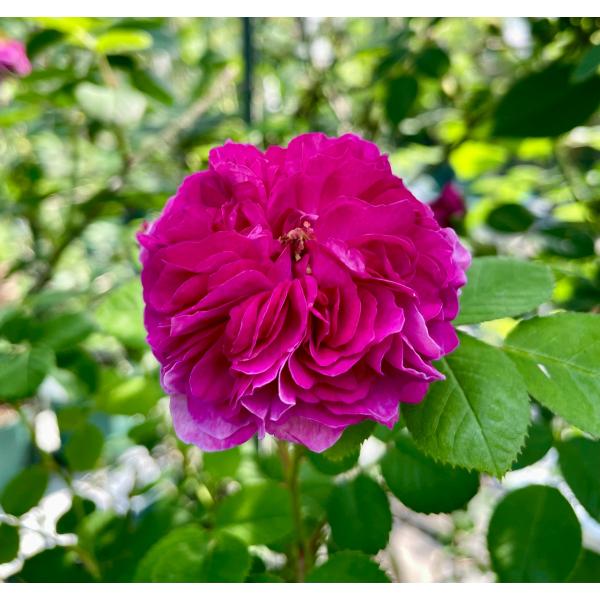 つるバラ長尺苗　ルッセリアナ 花色：紫がかった深紅色  送料別途　毎年11月下旬から翌年05月までお届けの苗