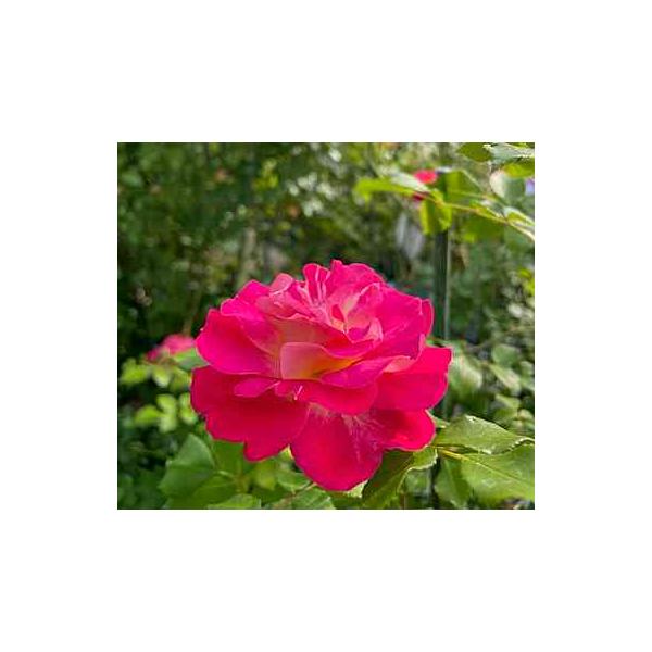 長尺つるバラ苗　春風　花色 赤　送料別途　毎年11月下旬から翌年05月までお届けの苗