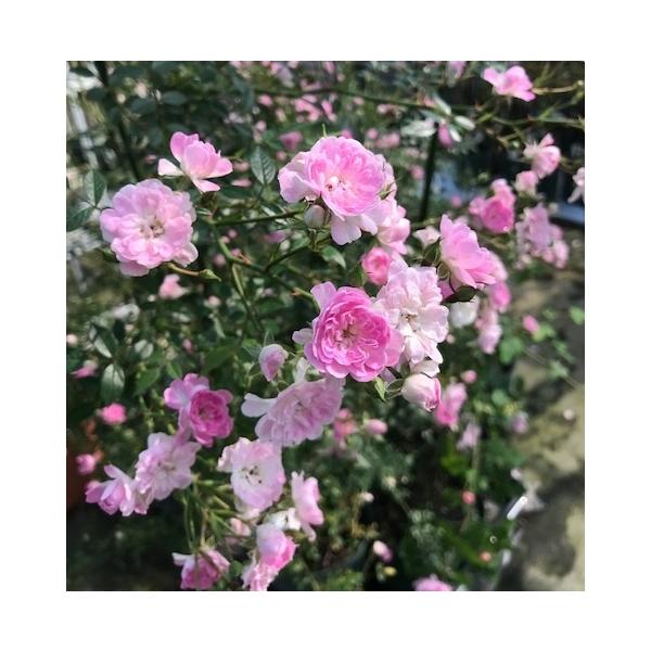 夢乙女（ユメオトメ）ナチュラルカット大苗 花色 薄ピンク  送料別途　毎年11月下旬から翌年05月までお届けの苗