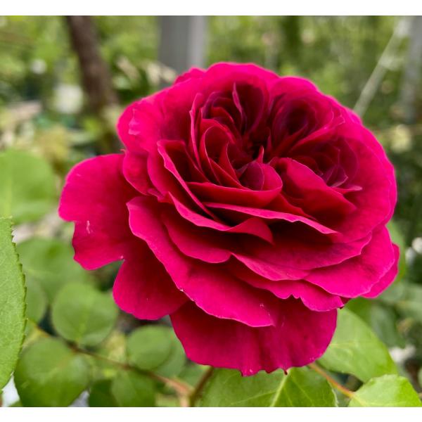 bara-herb-rose_546rn
